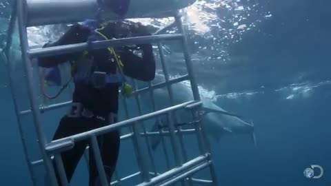 18-Foot Shark Attacks Cage Great White Serial Killer