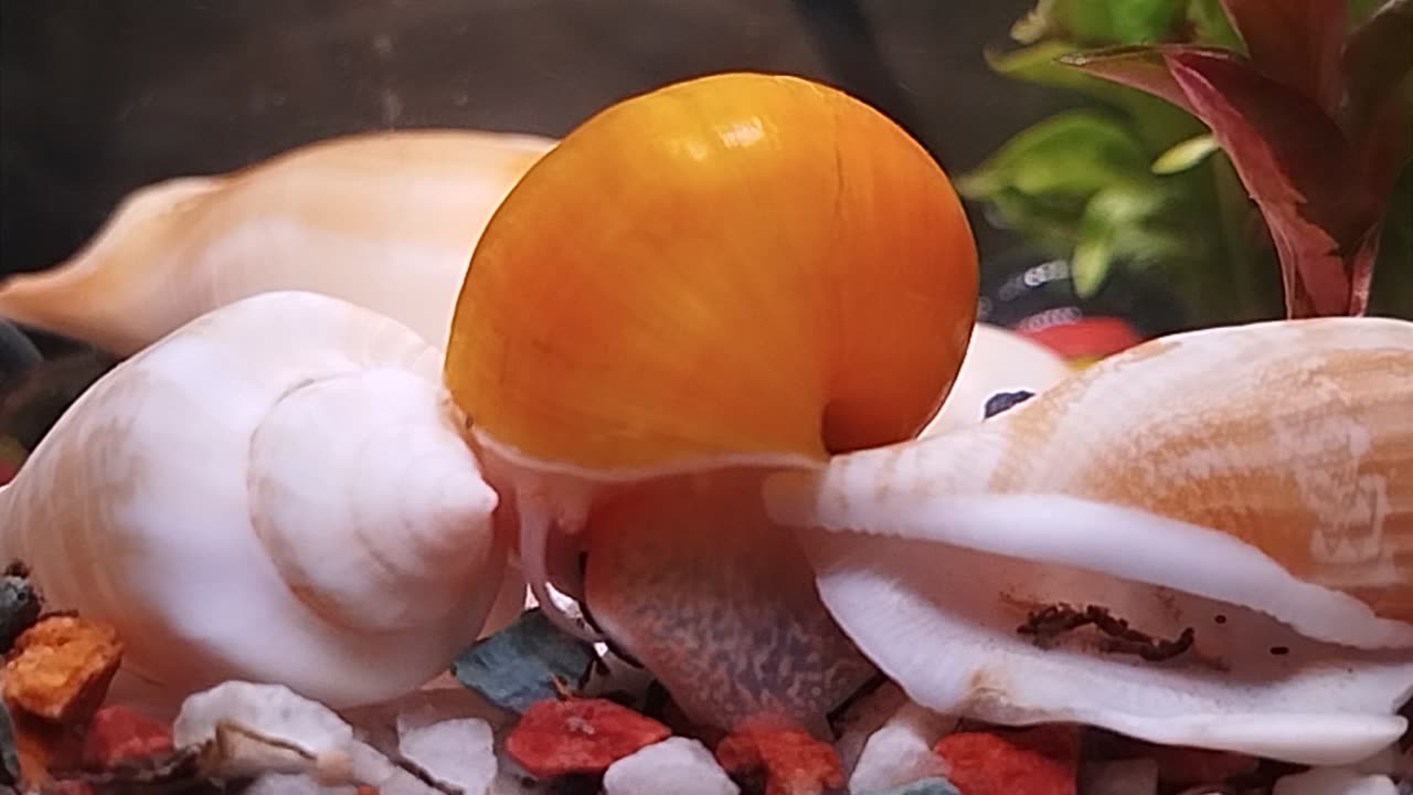 Brazilian snail