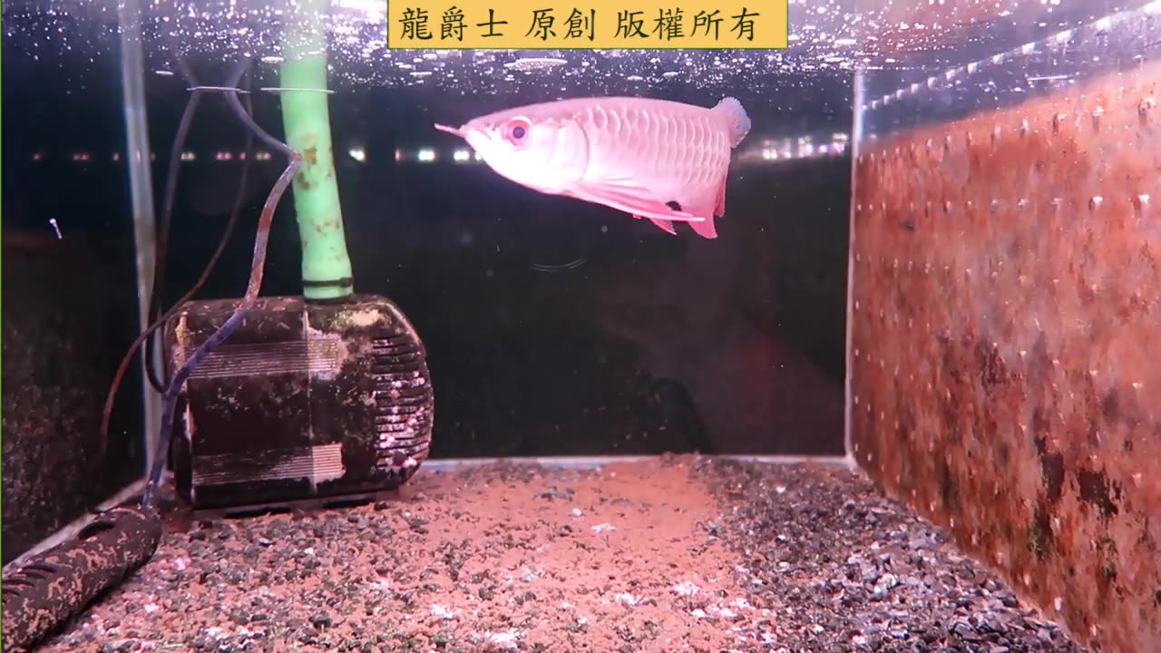 【龍爵士】老種藍底 18公分