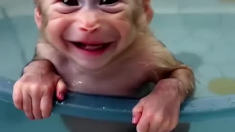 Baby Monkey’s First Bath Turns Into a Splash Party!