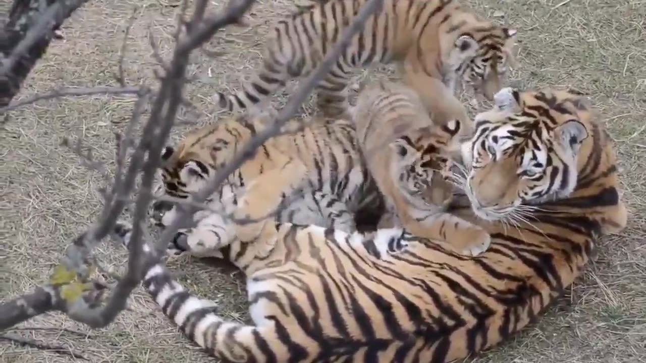 Mommy and her babies.. 😊