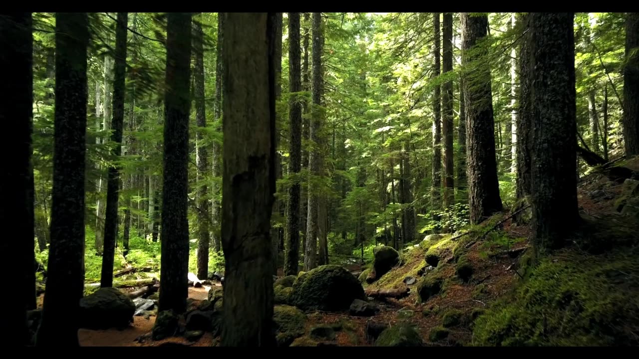 🌳 Trees Can Talk to Each Other?! 🍄 | Amazing Nature Fact