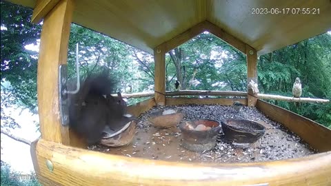 Squirrels fight for treats 🐿🐿