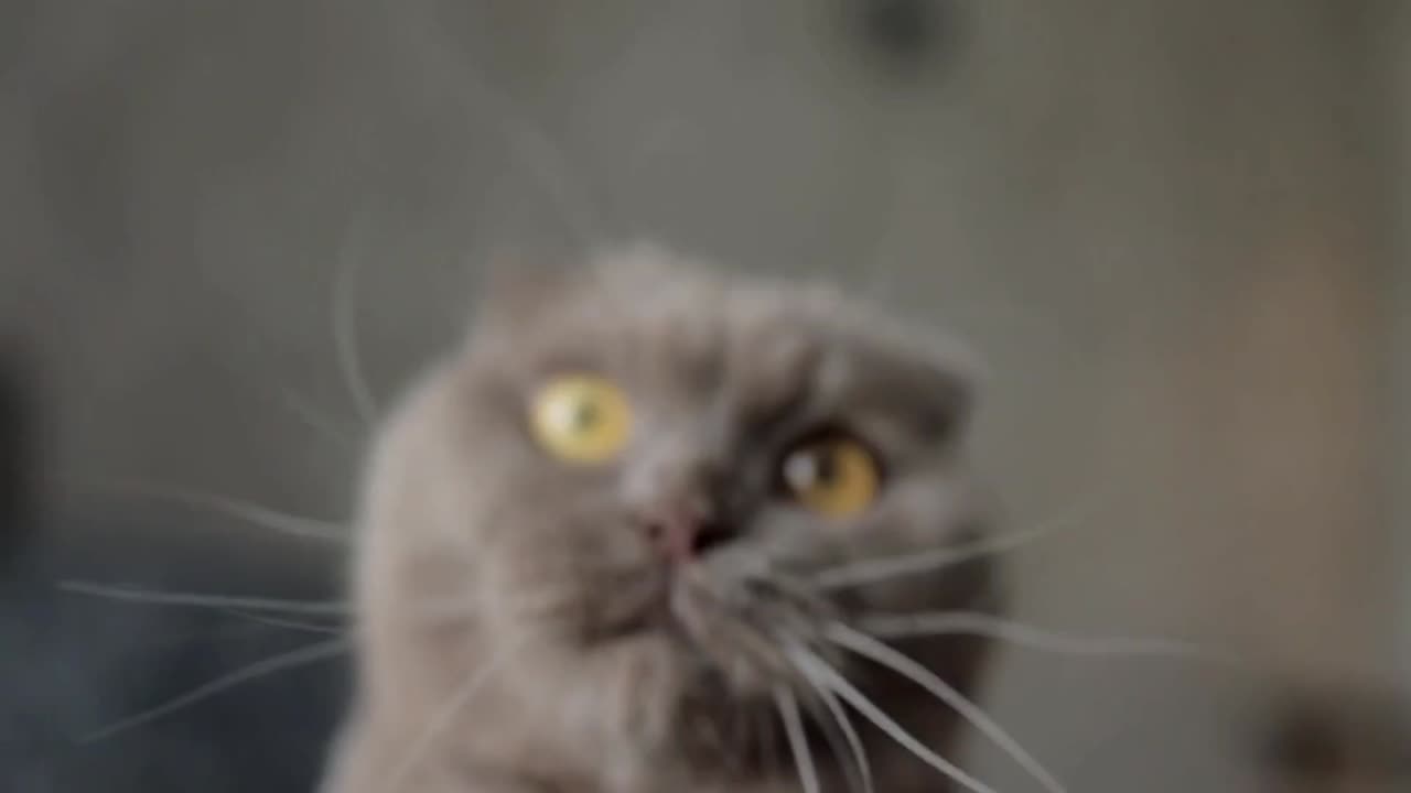 Cat Comedy Chaos | Pawfect LOLs #3
