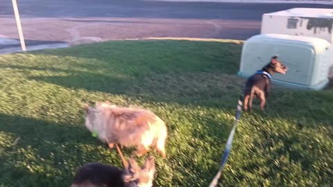 Cha Cha Paco got nervous when saw other tiny dog, he went over threshold Wish they stayed