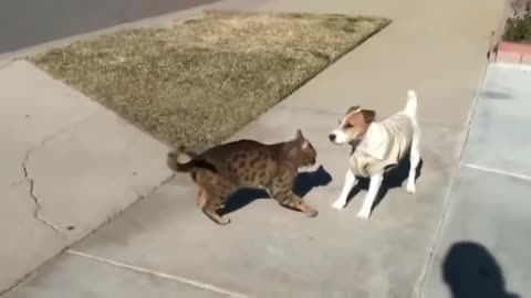 Funniest cat and dogs 😽🐕| funny animal video #15