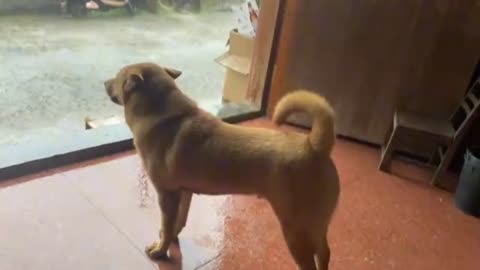 The pet dog stood at the door in the heavy rain waiting for its owner to come home