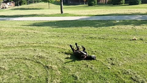 Sirius playing outside
