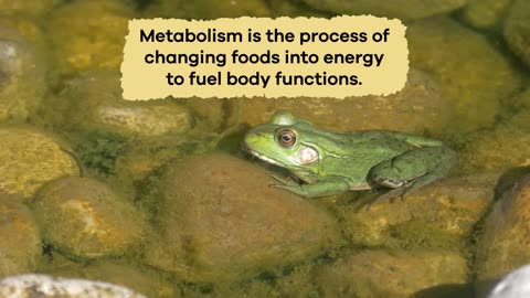 Frogs for Kids ｜ Learn all about these slimy amphibians