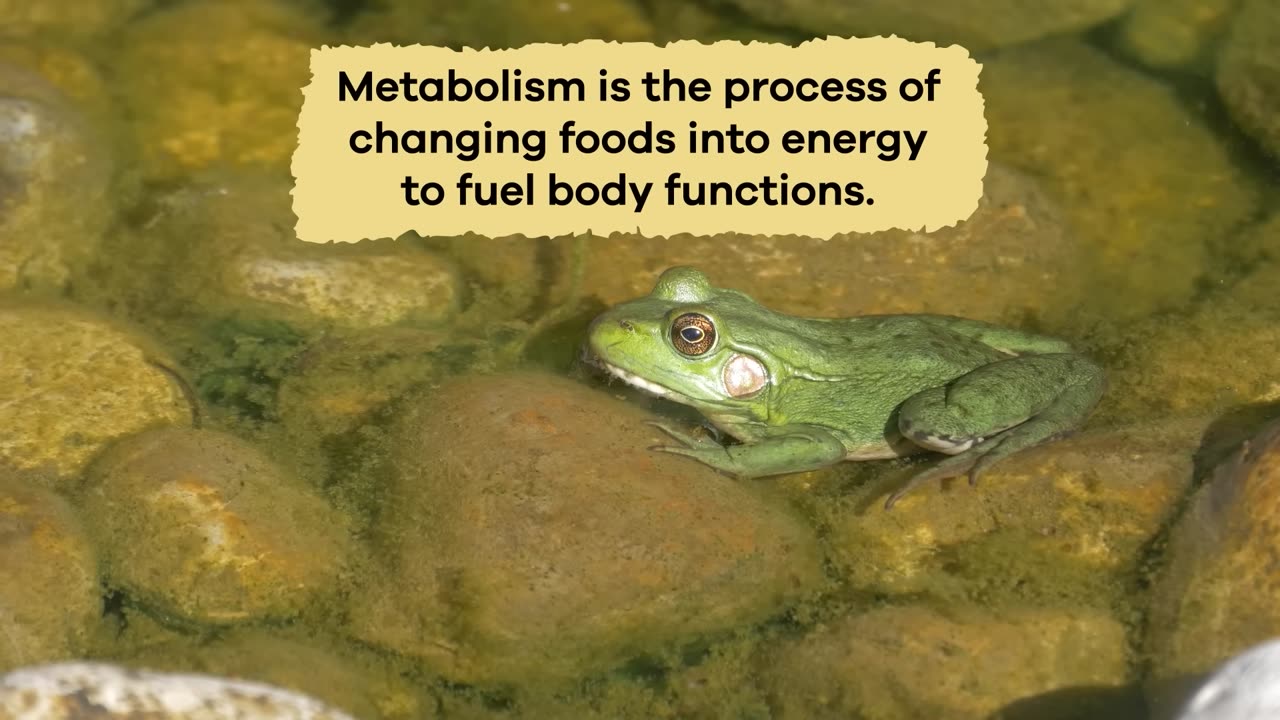 Frogs for Kids | Learn all about these slimy amphibians