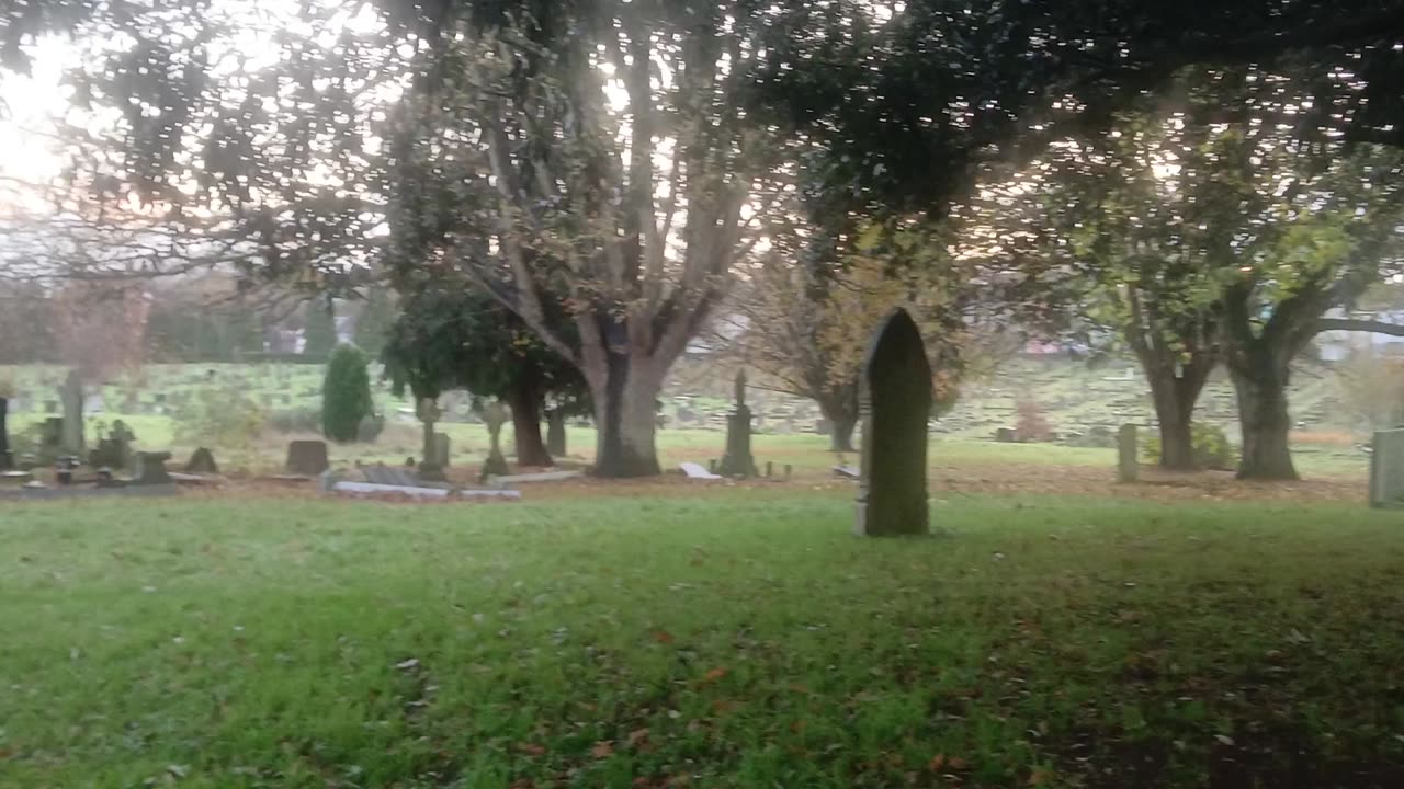 Dogs out walking in the cemetery from a gang with dogs abusing persons and dogs