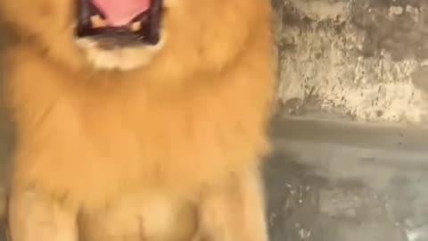 "Feeding a Caged Lion Up Close!" 😱🦁
