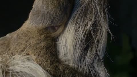 🦥 Sloths Are So Slow… Moss Grows on Them! (Nature’s Laziest Animal)