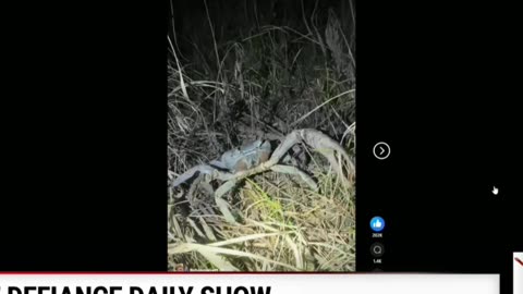 Rejecting Spiders, Amphibians & Crabs? TikTok Wildlife Madness!