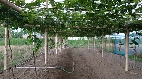 Together in the Vineyard | Family Grape Picking Day Part 5