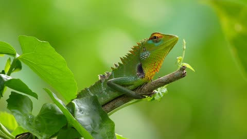 🌿 Colorful Garden Lizard on Tree Branch 🦎 | Nature Wildlife