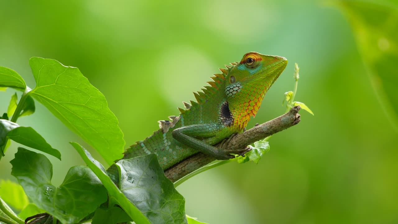 🌿 Colorful Garden Lizard on Tree Branch 🦎 | Nature Wildlife