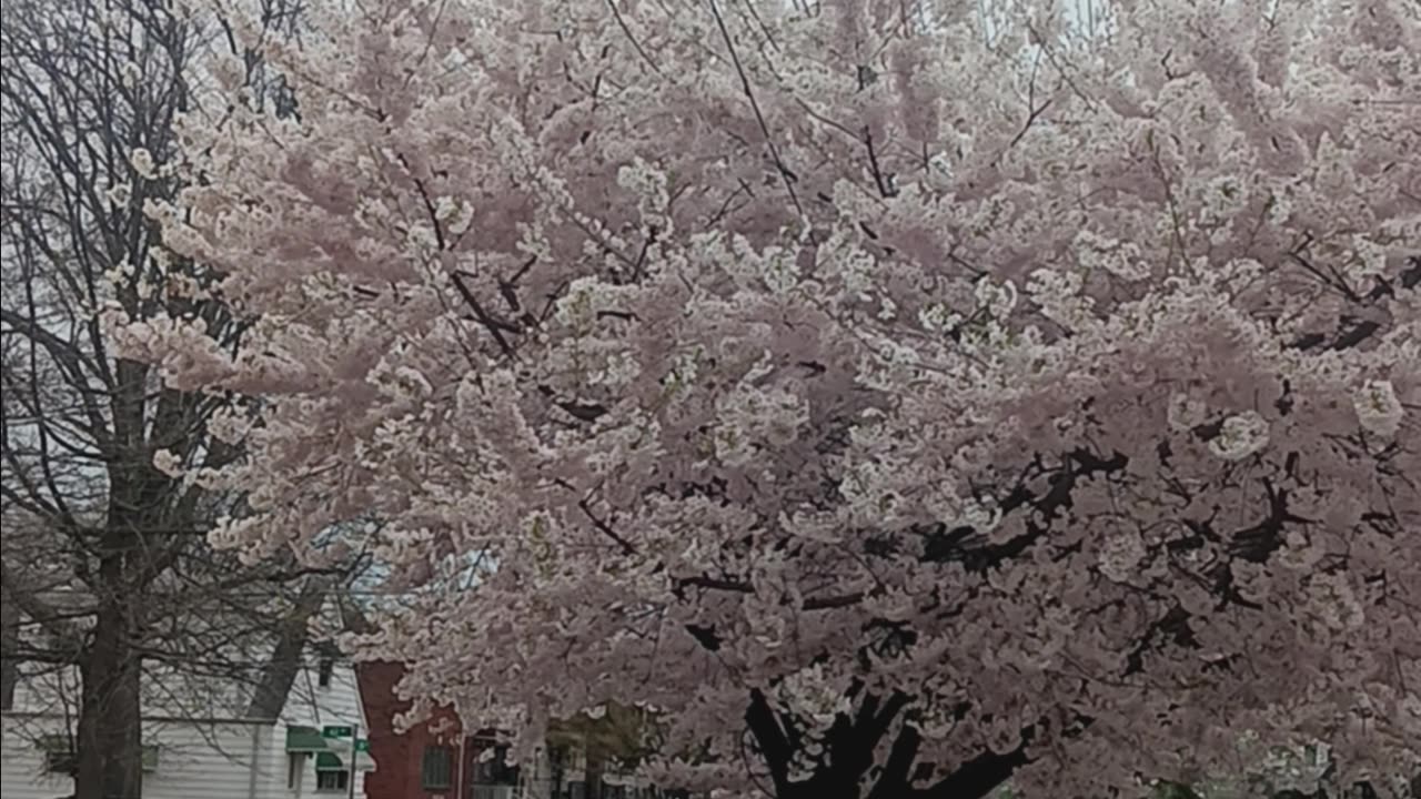 Cherry blossom