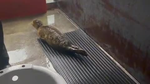 animal on the floor