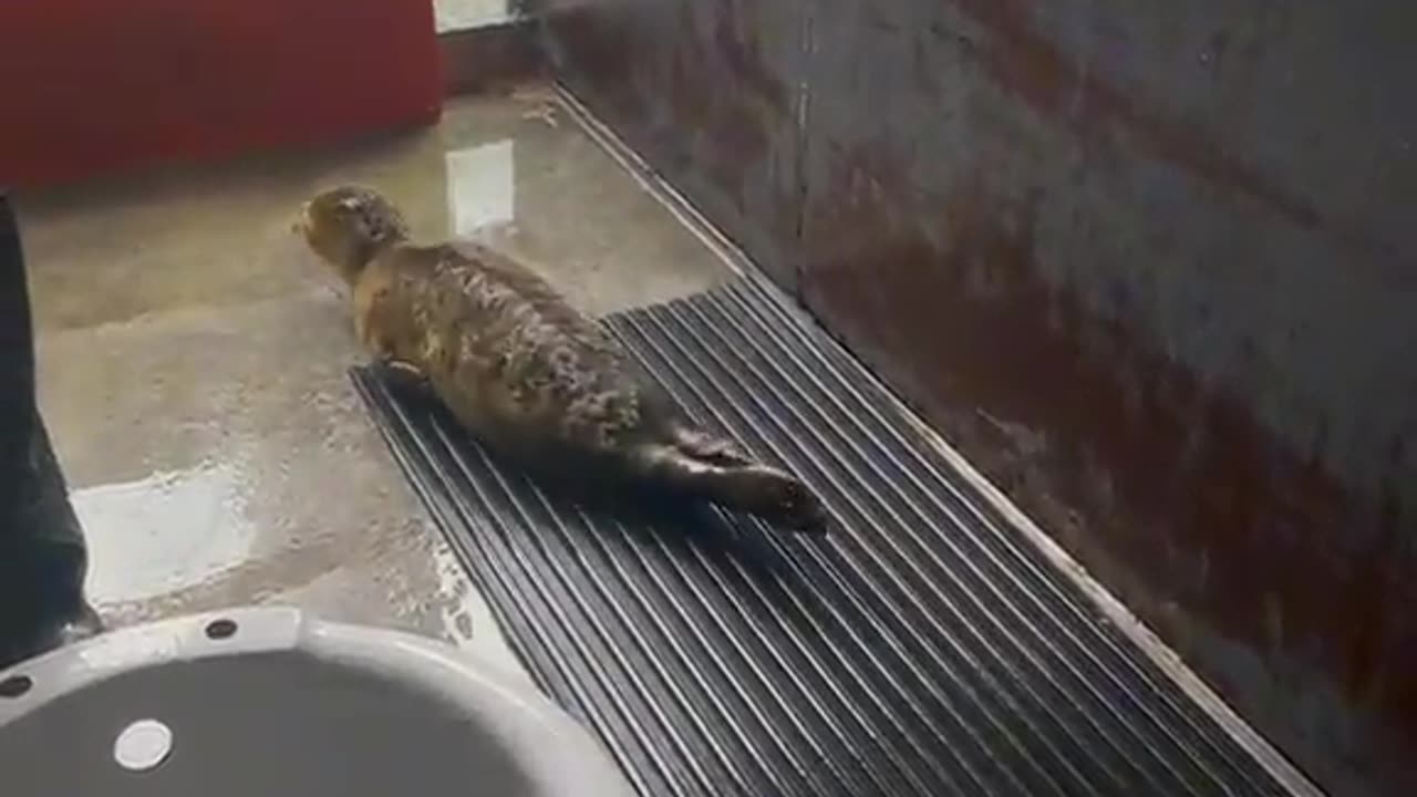 animal on the floor