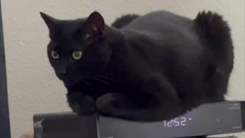 Cute Precious Piper Enjoys Her Vantage Point - Adopting a Cat from a Shelter Vlog #shorts