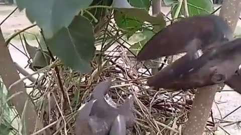 The unexpected melody: the little birds that brighten up the atmosphere in the hardware store