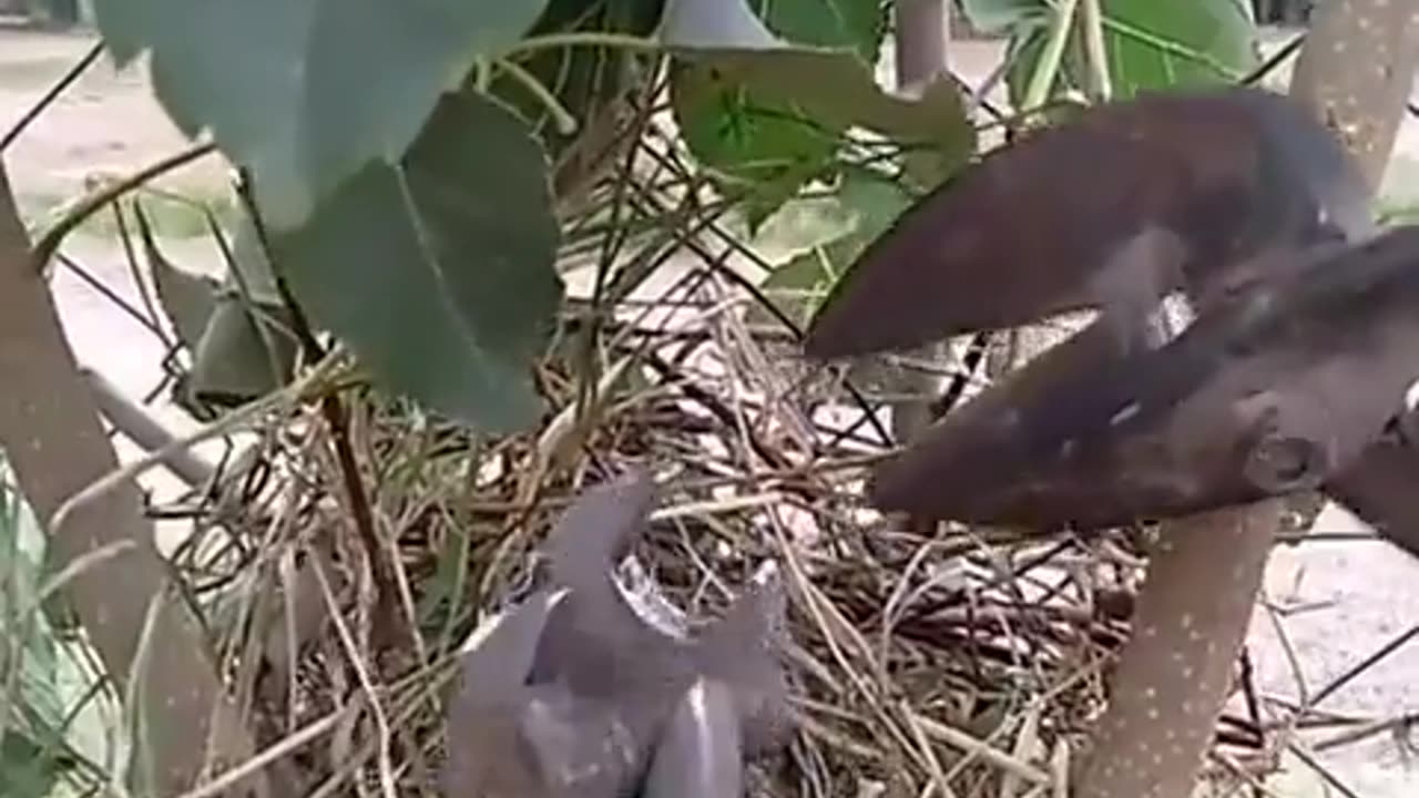 The unexpected melody: the little birds that brighten up the atmosphere in the hardware store
