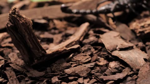 Black scorpion walking on pieces of wood. Scorpion, scorpion sting, pincers, animals.