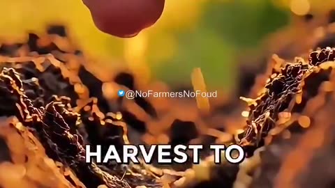 It was never about feeding the world. It was about controlling the seed