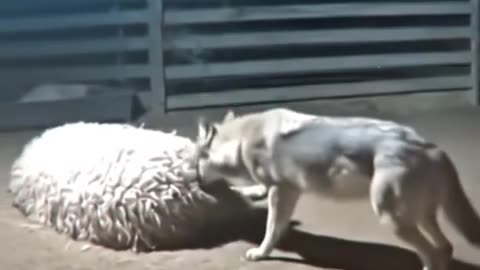 😂🐾 Wolf Meets Kangal! | FunFM