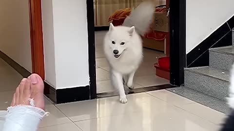 🐶😂 Dogs Imitating Their Limping Owner Is Too Funny! | FunFM