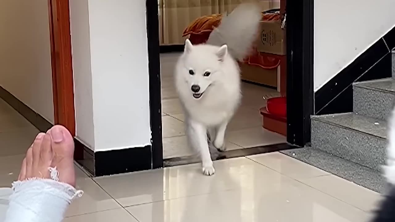 🐶😂 Dogs Imitating Their Limping Owner Is Too Funny! | FunFM