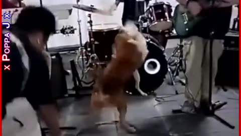 Don’t Stop Rockin’ 🎸