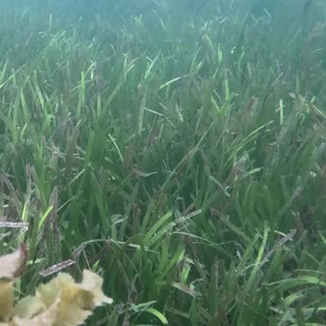 Snorkeling Through Serenity #mangrove