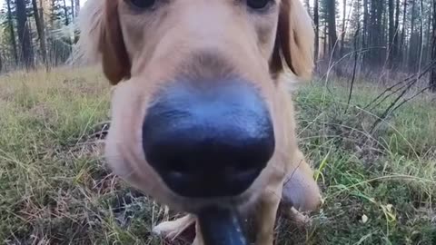 Dog CAUGHT RED-HANDED Destroying Home! His Reaction is PRICELESS!