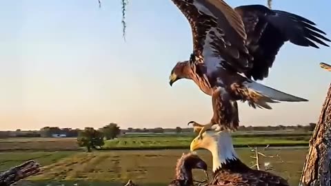 Funny Moments of Eaglet Airborne For The First Time - Stepping on it's Mom's Head