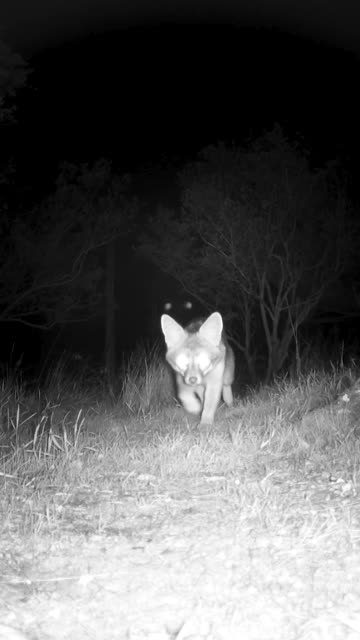 Gray Fox🦊Friendly Forager