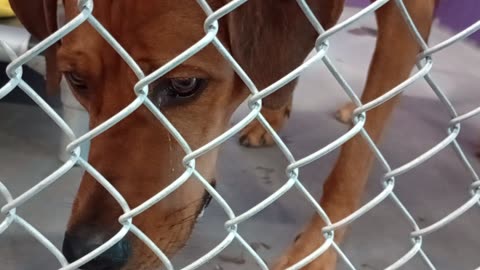 Canela 2y Pet Id 947812 kennel 23 HSSAZ shelter _20250905_142458937