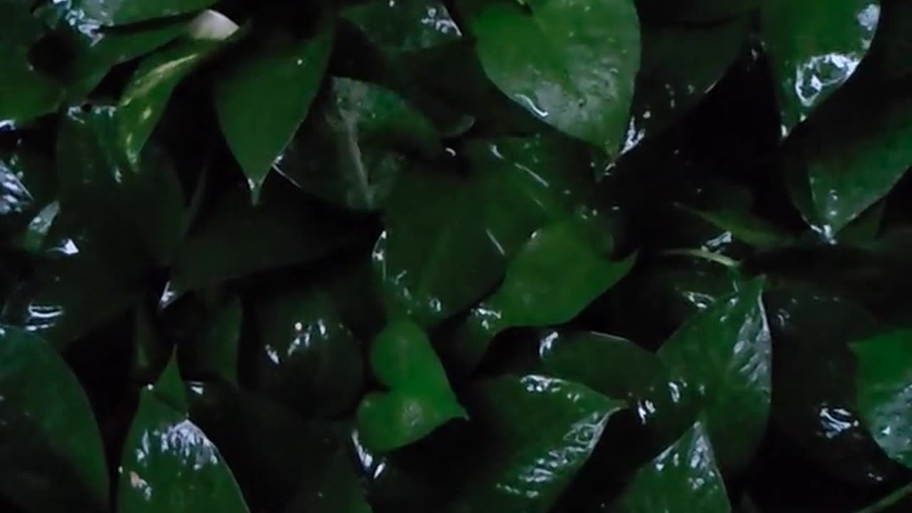 Daily Horoscope | Taurus 🌟