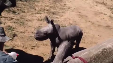 Palate Cleanser: Brave Baby Rhino Tries to Protect His Mother From Veterinarians