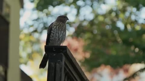 He created a hummingbird paradise in his backyard