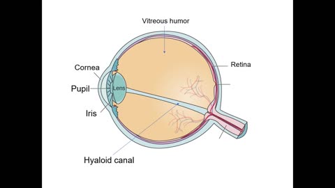 Practice identifying structures of the Eye