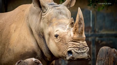 Louisville Zoo mourns loss of beloved Rhino