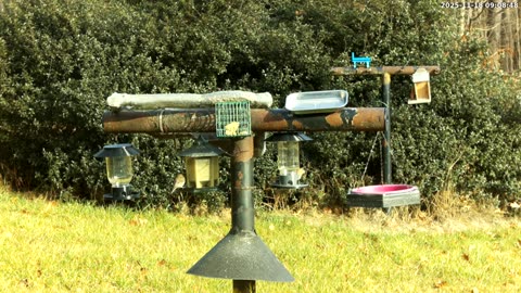 Bird Feeder in Western Maryland USA