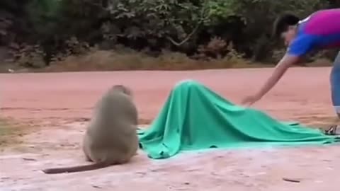 Fake tiger prank with monkey 🐒 🐅