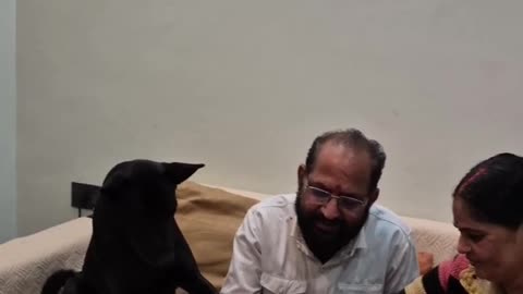 Dog Joins the Cake Cutting