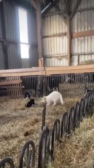 Goats and Dogs Playing – Cute & Funny Animal Moments!