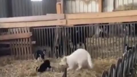 Goats and Dogs Playing – Cute & Funny Animal Moments!