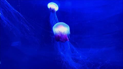 Jellyfish