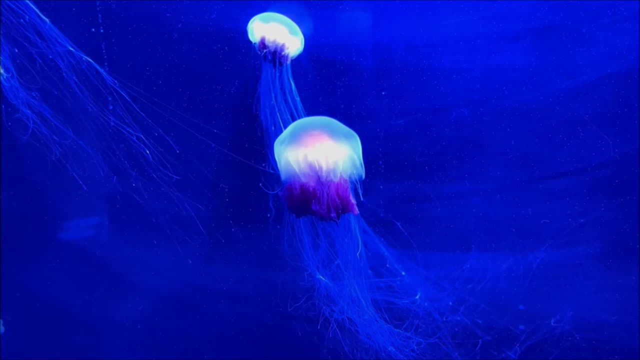 Jellyfish